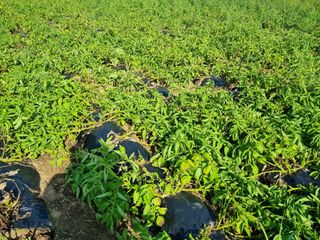 진여화 농원님의 2025년, 농사계획은 어떻게 되시나요? · 참여글 작성글 사진