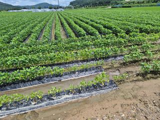 이장우님의 2025년, 농사계획은 어떻게 되시나요? · 참여글 작성글 사진