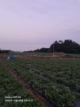 팜모닝 농업 경영체 등록 기준, 강화 vs 완화·참여글 게시글 이미지