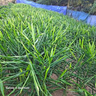 보리님의 2025년, 농사계획은 어떻게 되시나요? · 참여글 작성글 사진