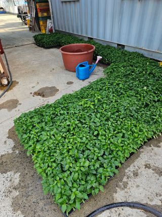 이장우님의 2025년, 농사계획은 어떻게 되시나요? · 참여글 작성글 사진