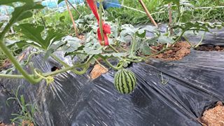 전남무안군박옥주님의 농업 경영체 등록 기준, 강화 vs 완화 · 참여글 작성글 사진