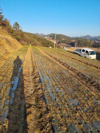 김영일님의 2025년, 농사계획은 어떻게 되시나요? · 참여글 작성글 사진
