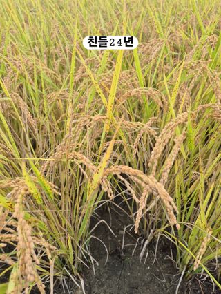 이장우님의 2025년, 농사계획은 어떻게 되시나요? · 참여글 작성글 사진