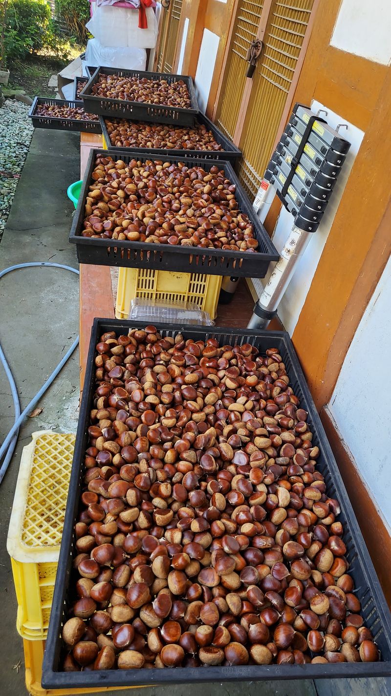 권혜전님의 장터 판매 상품 [말린밤 1ķg] 첨부 사진