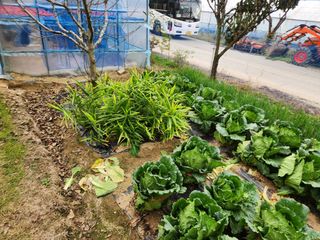 배추6025님의 농업 경영체 등록 기준, 강화 vs 완화 · 참여글 작성글 사진