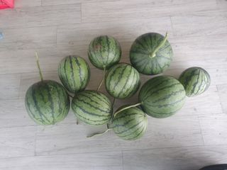 정영순님의 2025년, 농사계획은 어떻게 되시나요? · 참여글 작성글 사진