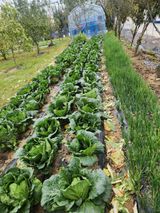 팜모닝 농업 경영체 등록 기준, 강화 vs 완화·참여글 게시글 이미지