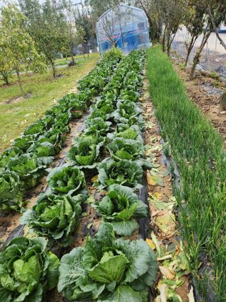 배추6025님의 농업 경영체 등록 기준, 강화 vs 완화 · 참여글 작성글 사진