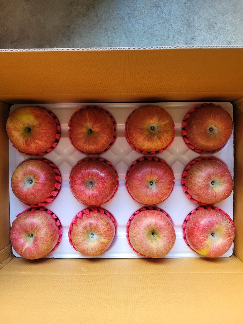 사과청일농원🍎님의 장터 판매 상품 [청송산지 햇부사 첫수확 5kg 가정용 선물용 재수용추가] 첨부 사진