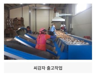 대산농사대장님의 감자 · 자유게시판 작성글 사진