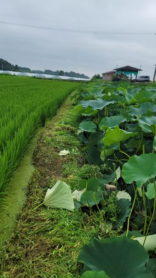 새렘님의 자유주제 · 건의해요 작성글 사진