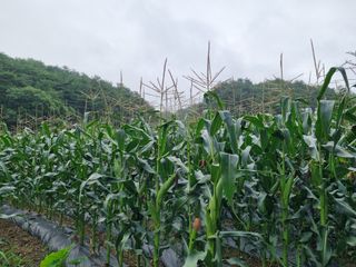 진여화 농원님의 2025년, 농사계획은 어떻게 되시나요? · 참여글 작성글 사진