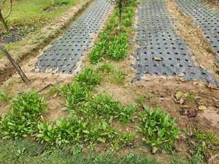 배추6025님의 농업 경영체 등록 기준, 강화 vs 완화 · 참여글 작성글 사진