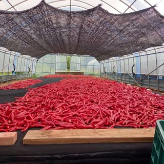 김선자님의 2025년, 농사계획은 어떻게 되시나요? · 참여글 작성글 사진