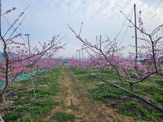 솔로매 소운농장님의 2025년, 농사계획은 어떻게 되시나요? · 참여글 작성글 사진