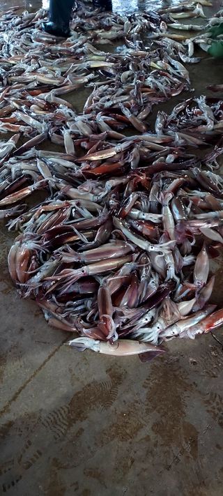 안재성님의 자유주제 · 사진전 작성글 사진