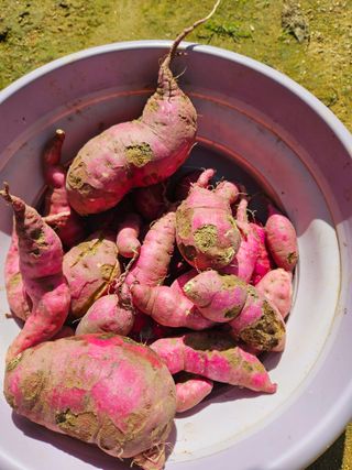 이소영님의 2025년, 농사계획은 어떻게 되시나요? · 참여글 작성글 사진