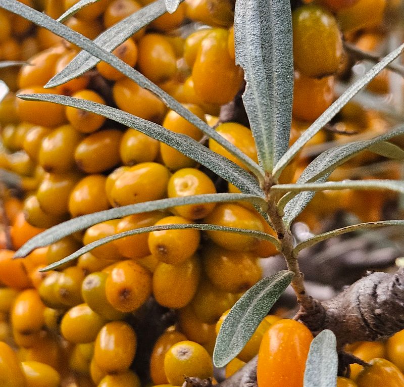 장터 상품 [비타민열매 1k 3k 5k 10k] 썸네일