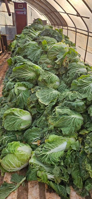 감자.고구마님의 농업 경영체 등록 기준, 강화 vs 완화 · 참여글 작성글 사진