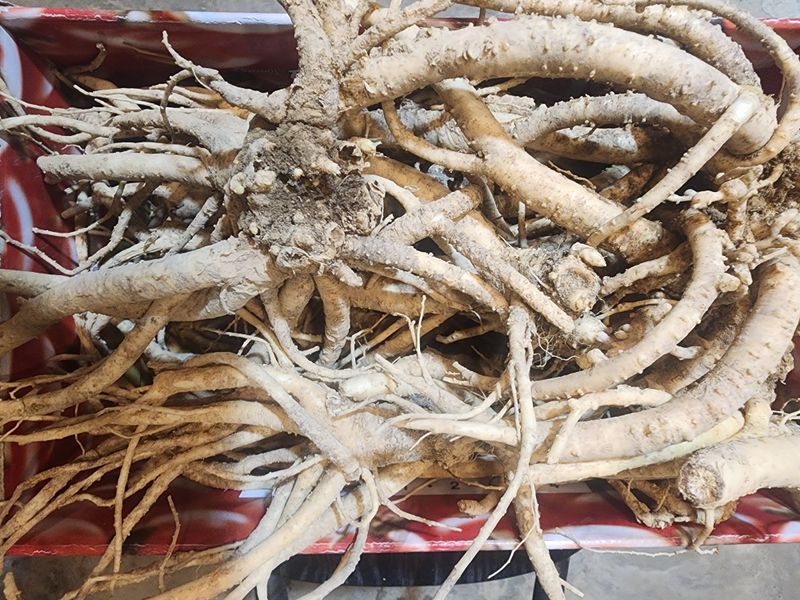 장터 상품 [6년근약도라지1kg] 썸네일