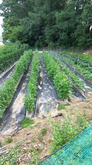 권병홍님의 농업 경영체 등록 기준, 강화 vs 완화 · 참여글 작성글 사진