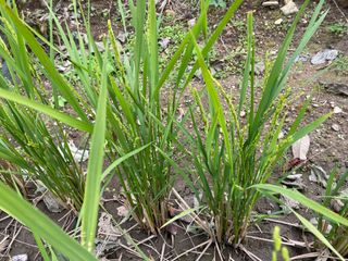 오작교농장님의 2025년, 농사계획은 어떻게 되시나요? · 참여글 작성글 사진