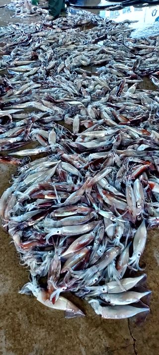 안재성님의 자유주제 · 사진전 작성글 사진