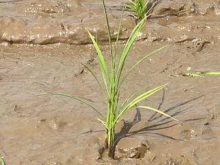 오작교농장님의 2025년, 농사계획은 어떻게 되시나요? · 참여글 작성글 사진