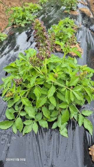 농꾼님의 농업 경영체 등록 기준, 강화 vs 완화 · 참여글 작성글 사진