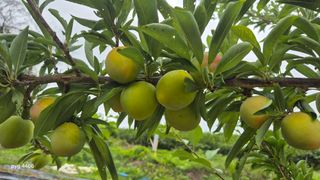 농꾼님의 농업 경영체 등록 기준, 강화 vs 완화 · 참여글 작성글 사진