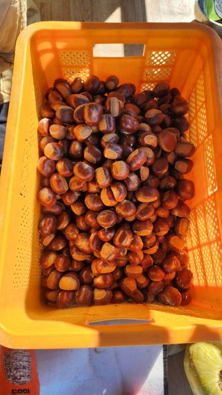 사과6329님의 2025년, 농사계획은 어떻게 되시나요? · 참여글 작성글 사진