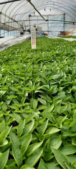 강성분님의 2025년, 농사계획은 어떻게 되시나요? · 참여글 작성글 사진