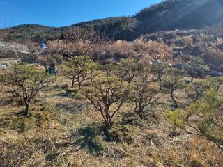 양영모님의 자유주제 · 자유게시판 작성글 사진
