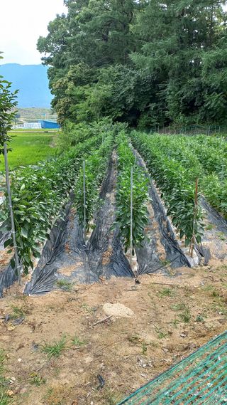권병홍님의 농업 경영체 등록 기준, 강화 vs 완화 · 참여글 작성글 사진