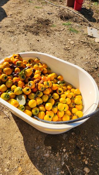 사과6329님의 2025년, 농사계획은 어떻게 되시나요? · 참여글 작성글 사진