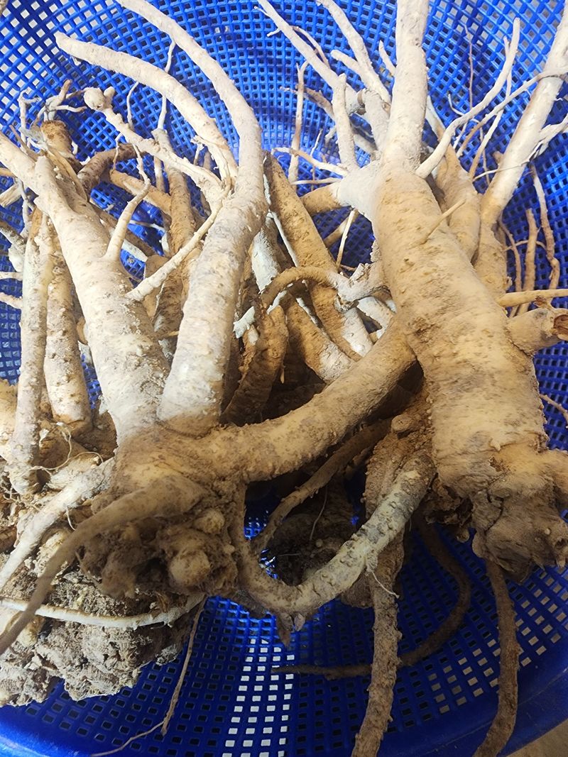 이현서님의 장터 판매 상품 [6년근약도라지1kg] 첨부 사진
