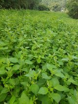 팜모닝 자유주제·자유게시판 게시글 이미지