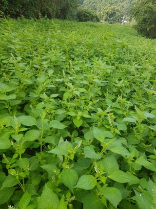 마늘 복숭아윤금자님의 자유주제 · 자유게시판 작성글 사진