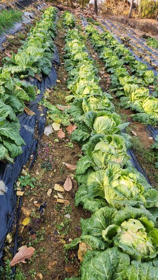 사과6329님의 2025년, 농사계획은 어떻게 되시나요? · 참여글 작성글 사진