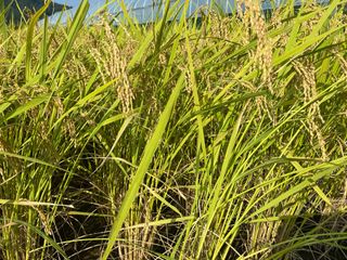 오작교농장님의 2025년, 농사계획은 어떻게 되시나요? · 참여글 작성글 사진