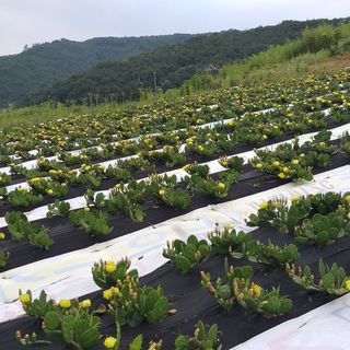 신보연님의 농업 경영체 등록 기준, 강화 vs 완화 · 참여글 작성글 사진