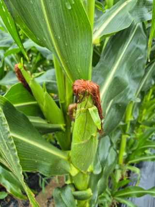 이장우님의 2025년, 농사계획은 어떻게 되시나요? · 참여글 작성글 사진