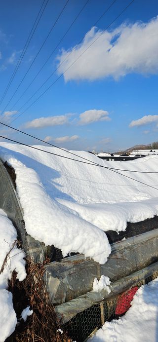 감자.고구마님의 농업 경영체 등록 기준, 강화 vs 완화 · 참여글 작성글 사진