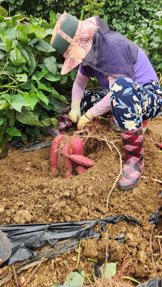 사과6329님의 2025년, 농사계획은 어떻게 되시나요? · 참여글 작성글 사진