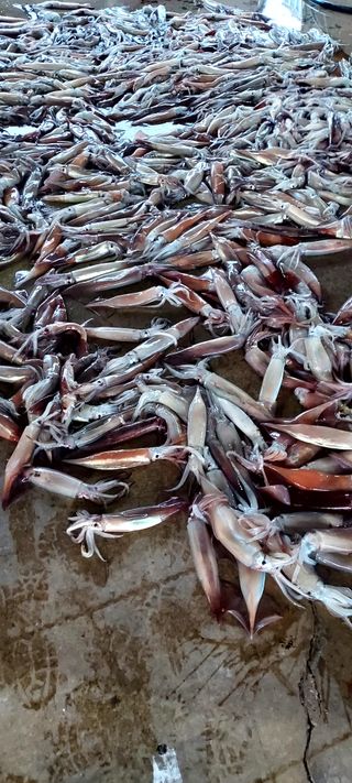 안재성님의 자유주제 · 사진전 작성글 사진