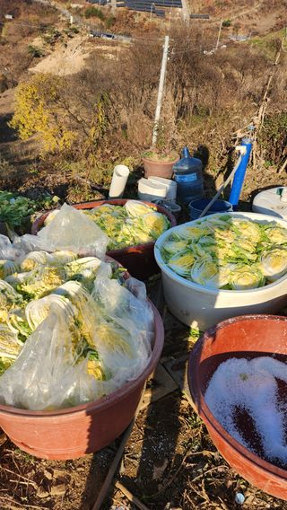 사과6329님의 2025년, 농사계획은 어떻게 되시나요? · 참여글 작성글 사진