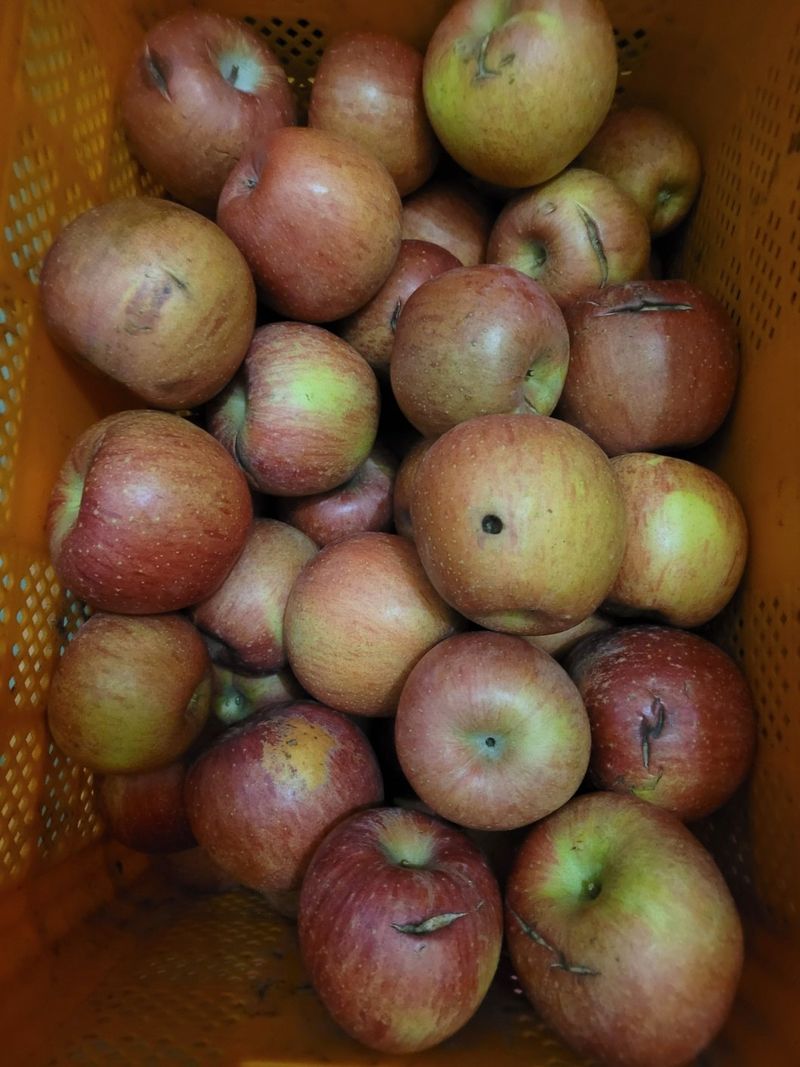 사과청일농원🍎님의 장터 판매 상품 [흠집 심한것 10kg] 첨부 사진