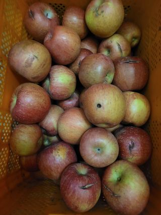 사과청일농원🍎님의 작성글 사진