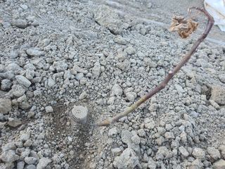 노력하는농민천영구님의 2025년, 농사계획은 어떻게 되시나요? · 참여글 작성글 사진